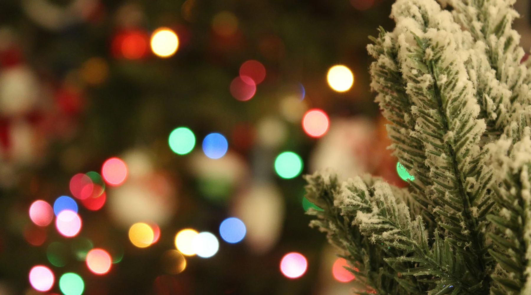 Christmas lights and fir tree branch