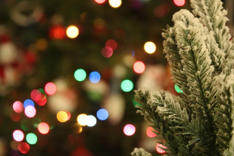 Christmas lights and fir tree branch
