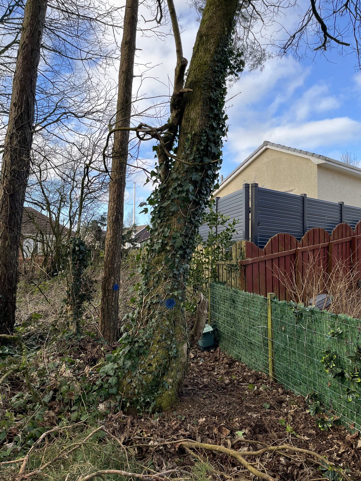 Approved - ash and scots pine behind 2a braes court avenue facing burn road for 32 Burn Road Darvel East Ayrshire KA17 0DB