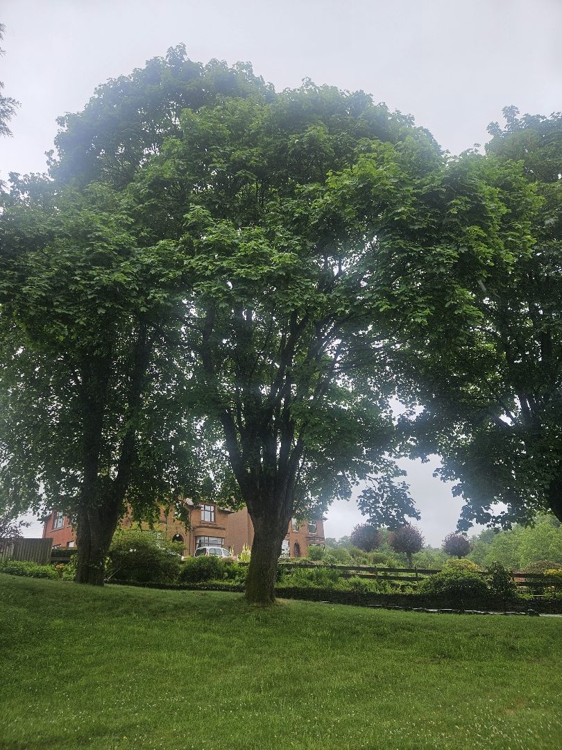 Image of tree 5