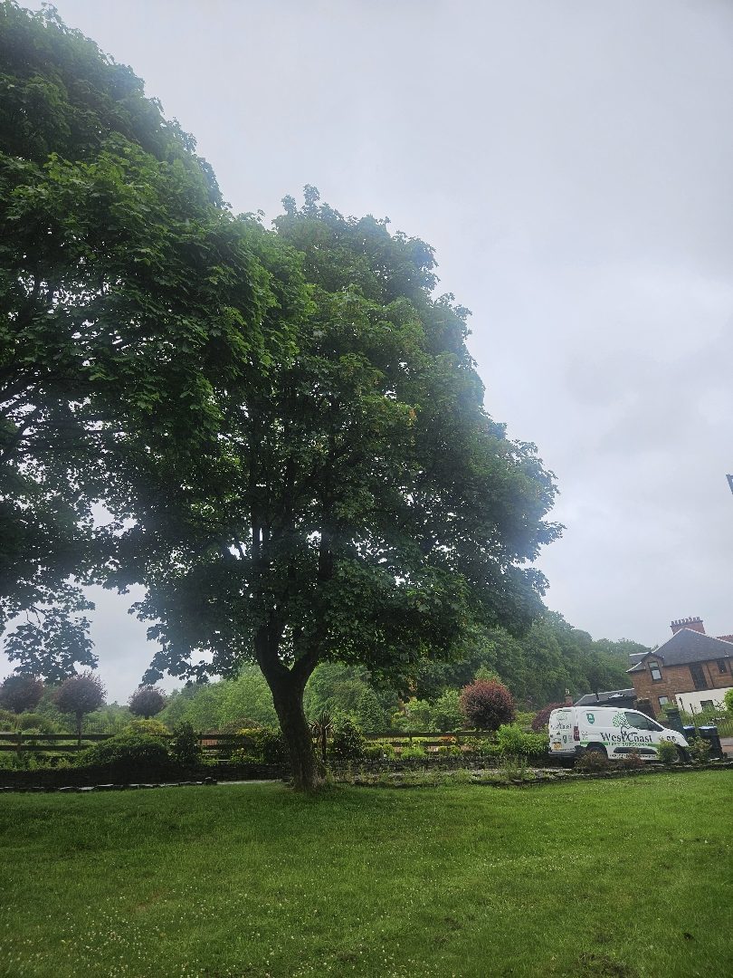 Image of tree 6 for 116 Loudoun Road Newmilns East Ayrshire KA16 9HH