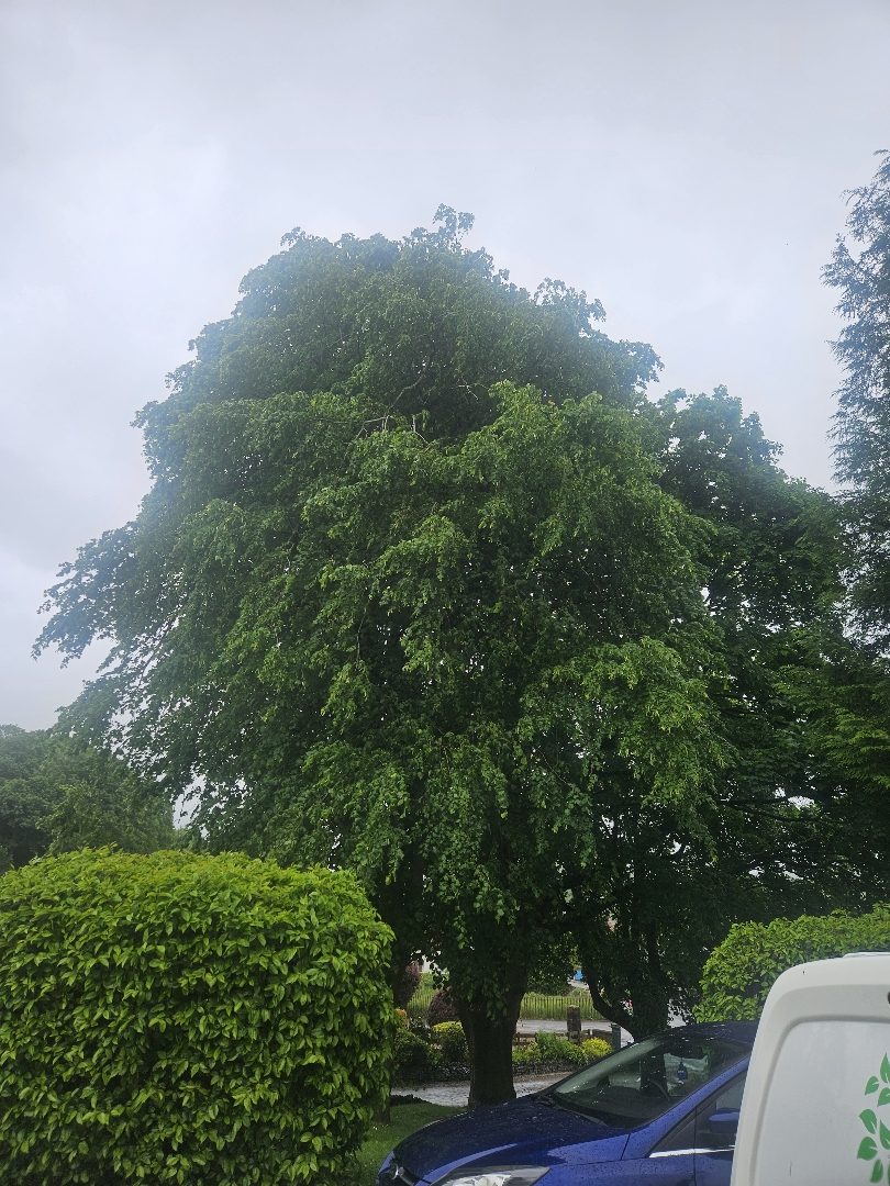 Image of tree 4