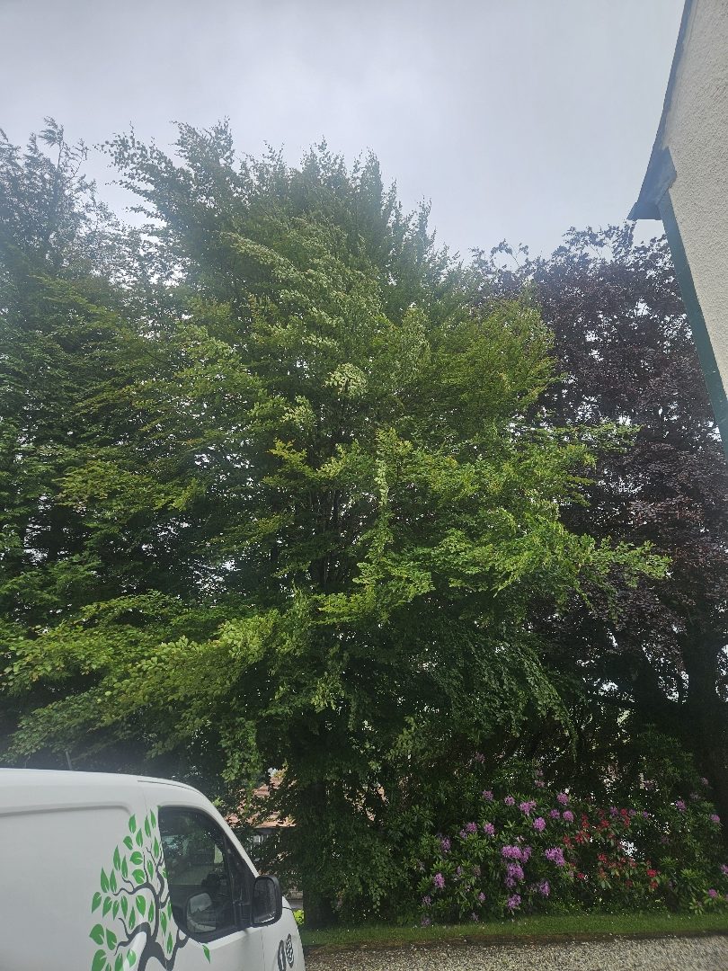 Image of tree 3