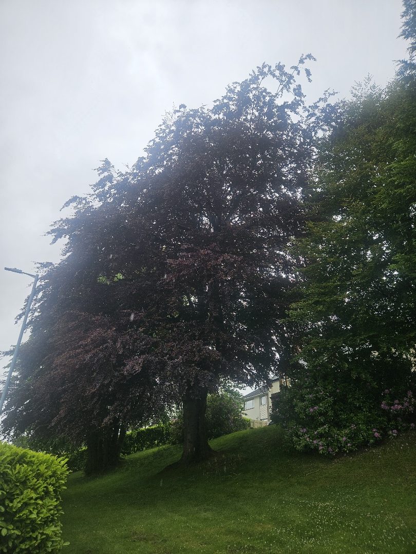 Image of trees 1 and 2 for 116 Loudoun Road Newmilns East Ayrshire KA16 9HH